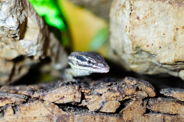 Varanus acanthurus. Exotic animals in the artificial habitat. A cold blooded animal in the terrarium. 