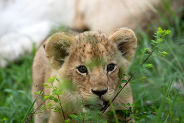 Cute Lion Cub