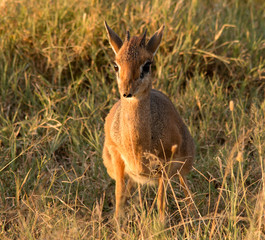 Dik Dik
