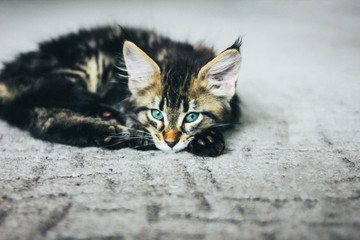 Small gray striped kitten Maine Coon several months lying on the floor and looking at camera