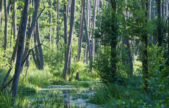 The Briesetal near Berlin (Germany) is a nature reserve. Concept nature reserves in Germany.