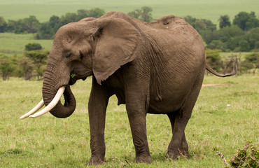 Fototapeta na wymiar Eating Elephant
