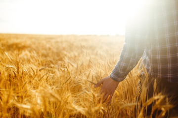 Amazing view with Man With His Back To The Viewer In A Field Of Wheat Touched By The Hand Of Spikes In The Sunset Light. Farmer Walking Through Field Checking Wheat Crop.Wheat Sprouts In Farmer's Hand