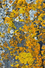 Liquenes en rocas del Castillo de Kisimul. Castle Bay. Isla Barra. Outer Hebrides. Scotland, UK