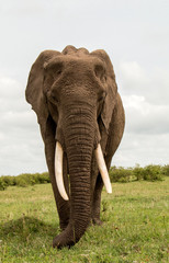Fototapeta na wymiar Elephant Head On