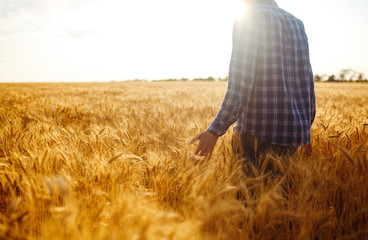 Amazing view with Man With His Back To The Viewer In A Field Of Wheat Touched By The Hand Of Spikes In The Sunset Light. Farmer Walking Through Field Checking Wheat Crop.Wheat Sprouts In Farmer's Hand