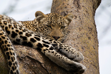 Leopard In a Tree