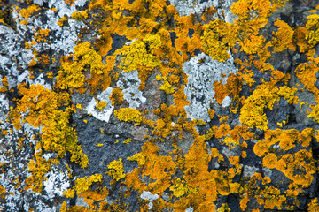 Liquenes en rocas del Castillo de Kisimul. Castle Bay. Isla Barra. Outer Hebrides. Scotland, UK
