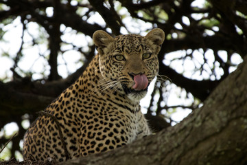 Naklejka premium Leopard Licking Lips