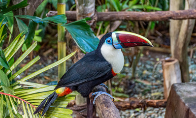 toucan on a branch