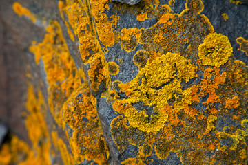 Liquenes en rocas del Castillo de Kisimul. Castle Bay. Isla Barra. Outer Hebrides. Scotland, UK