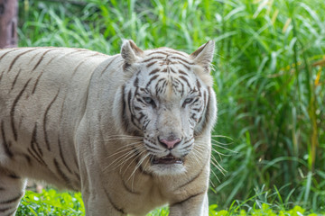 white tiger