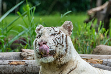 white tiger potrait