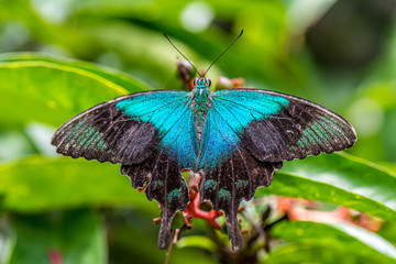 blue butterfly on flower