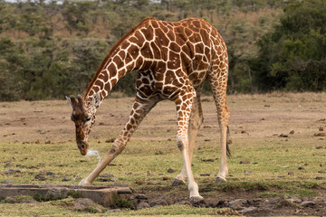 Giraffe Drinking
