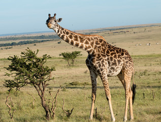 Giraffe Hellooo