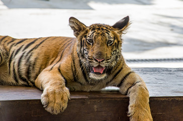 Baby Tiger