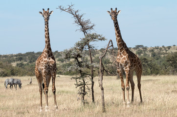 Giraffe Pair
