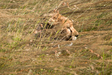 Hiding Cheetah