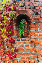 creeping plant on a red brick wall in autumn