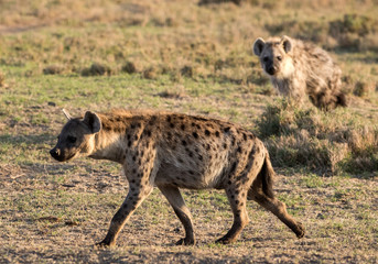 Hyena Morning Light