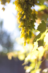 Grapes harvesting - white grape in a vineyard in sunny weather