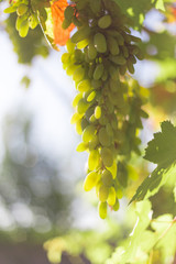 Grapes harvesting - white grape in a vineyard in sunny weather