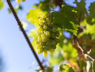 Grapes harvesting - white grape in a vineyard in sunny weather