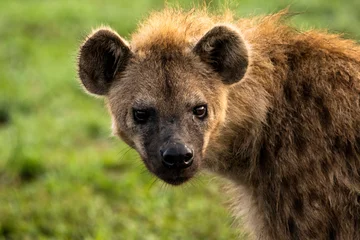 Schilderijen op glas Hyena portret © Calvin Booker