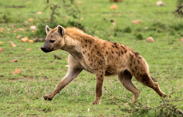 Hyena Running