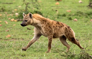  Hyena Running © Calvin Booker