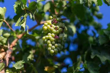 Grapes harvesting - white grape in a vineyard in sunny weather