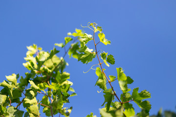 grape leaves - vineyard in sunny weather