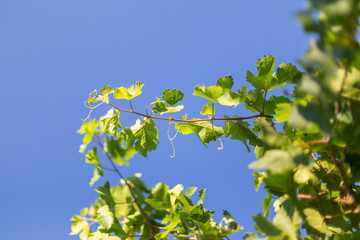 grape leaves - vineyard in sunny weather