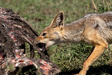 Jackal Hippo Kill
