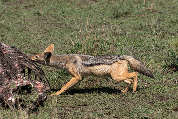 Jackal Hippo Kill