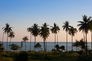 Fototapeta na wymiar Coconut palm tree at twilight.