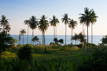 Fototapeta na wymiar Coconut palm tree with blue sea.