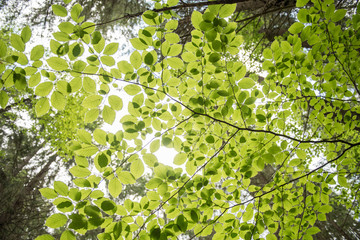 Fagus sylvatica, the European beech or common beech, is a deciduous tree belonging to the beech family Fagaceae.