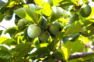 Delicious but still green persimmon fruits. Persimmon is a tasty and healthy fruit that grows in countries with warm climates.