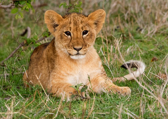 Plakat Lion Cub