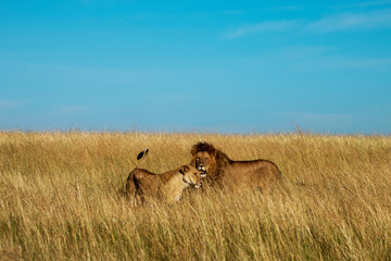 Lion Pair Tall Grass