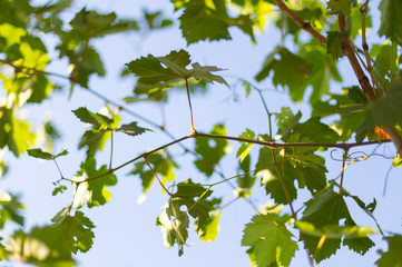 grape leaves - vineyard in sunny weather