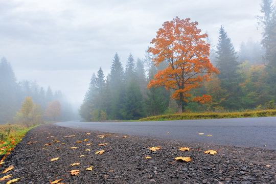 new asphalt road through forest in fog. mysterious autumn scenery in the morning. trees in vivid orange foliage, some leaves on the ground. gloomy overcast weather.