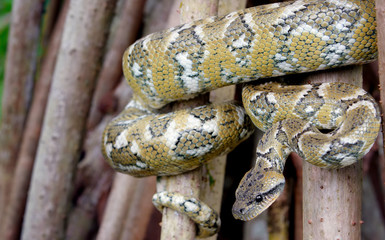 snake on rock