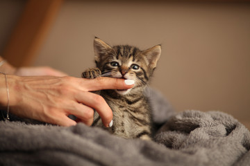 Cute little kitten on bed. Caring for pets, pet from the shelter for animals.