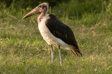 Marabou Stork
