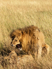 Mating Lions