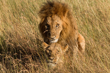 Mating Lions