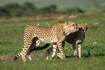 Cheetah Mother & Cub